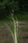 Arkansas sedge